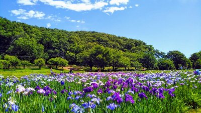 🌸 북산 공원(키타야마 코엔) 이미지 2